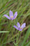 Catchfly prairie gentain